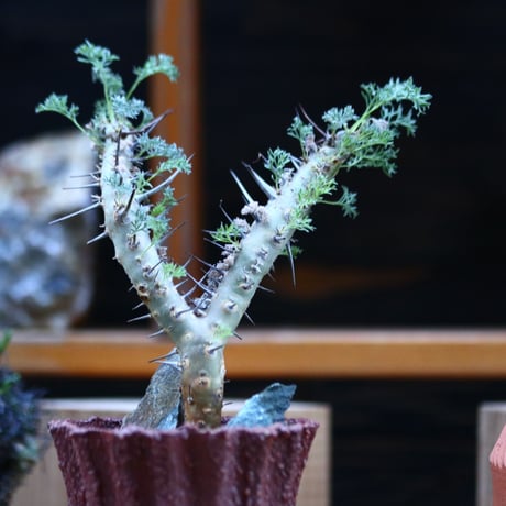 サルコカウロン  ヘレー／Sarcocaulon herrei     no.12326