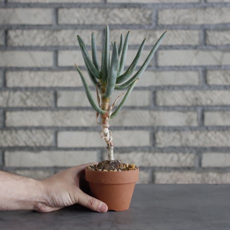 Aloe ramosissima × YAMABACHI (3号)  no.621/25