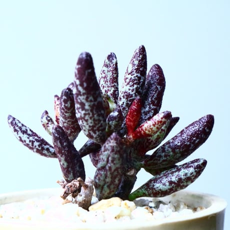 アドロミクス  フィリカウリス レッドフォーム   Adromischus filicaulis No.040