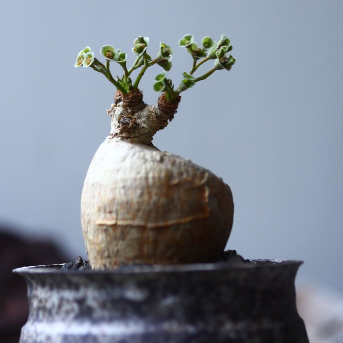 ユーフォルビア スバポダ Euphorbia subapoda no.022 | 芽の巣山