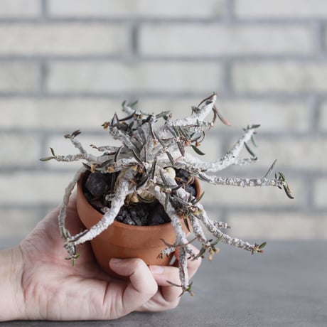Euphorbia cylindrifolia × YAMABACHI (3号) no.621/45