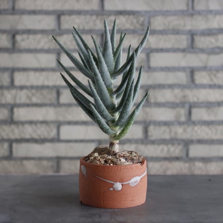 CATEGORY Succulents | 芽の巣山
