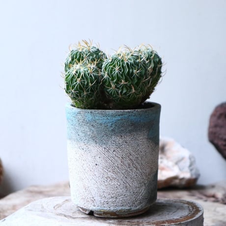 縮玉   Echinofossulocactus zacatecasensis    no.90810