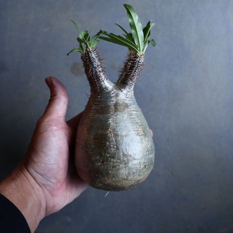 パキポディウム グラキリス   Pachypodium rosulatum var. gracilius no.110330