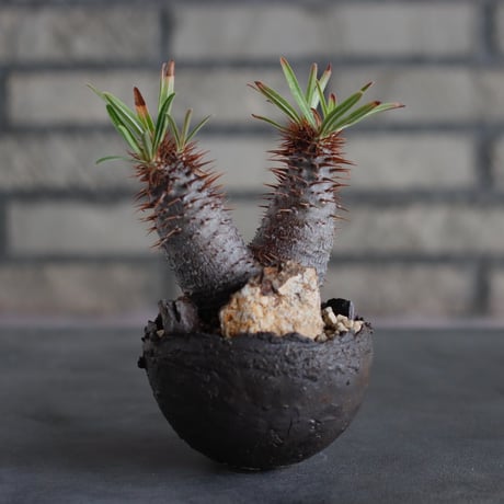 Pachypodium gracilius × takero pot (3号)  no.817-8