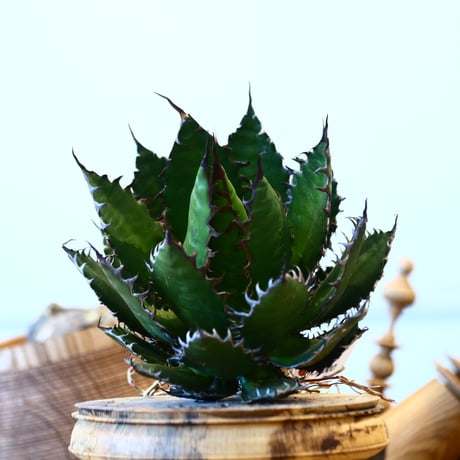 Agave horrida    no.121/14