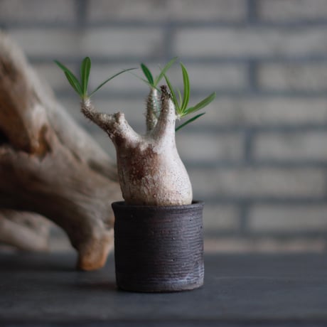 Pachypodium gracilius × 安西 桂 (2.5号)  no.601/4
