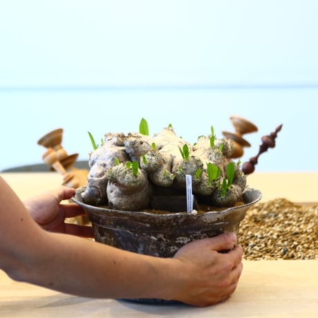 たけろうポット × Pachypodium brevicle    no.72368