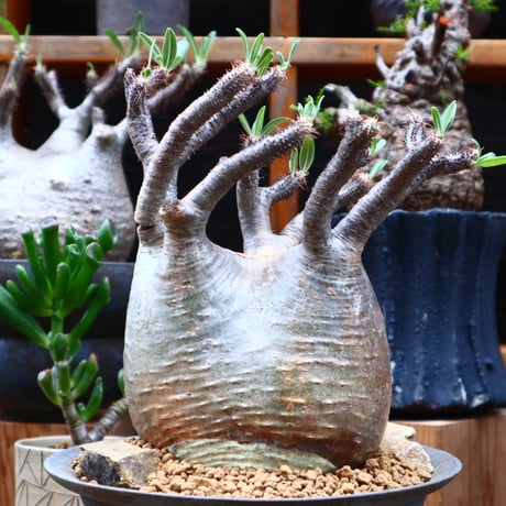 パキポディウム  グラキリス／Pachypodium  gracilius     no.61901