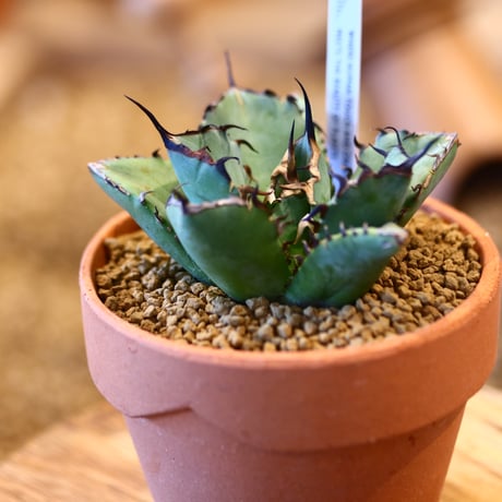 Agave titanota black Whale × YAMABACHI   no.123171