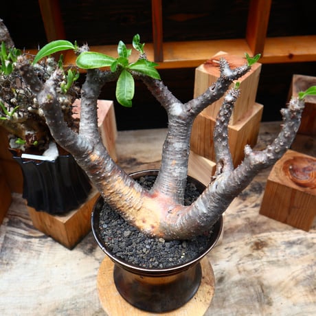 パキポディウム  マカイエンセ／Pachypodium Makayense     no.71034