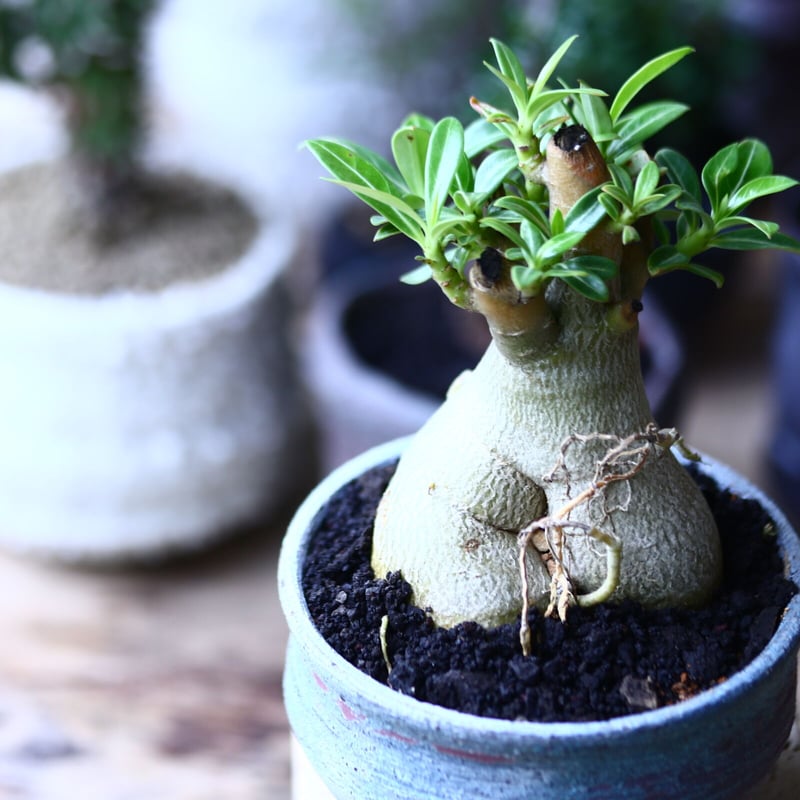 アデニウム オベスム Adenium obesum no.90611 | 芽の巣山 アデニウム オベスム Adenium obesum no.90611 | 芽の巣山