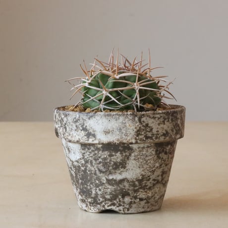 Gymnocalycium mostii ssp. ferocior × YAMABACHI var. takero pot (3号鉢)  no.426-11