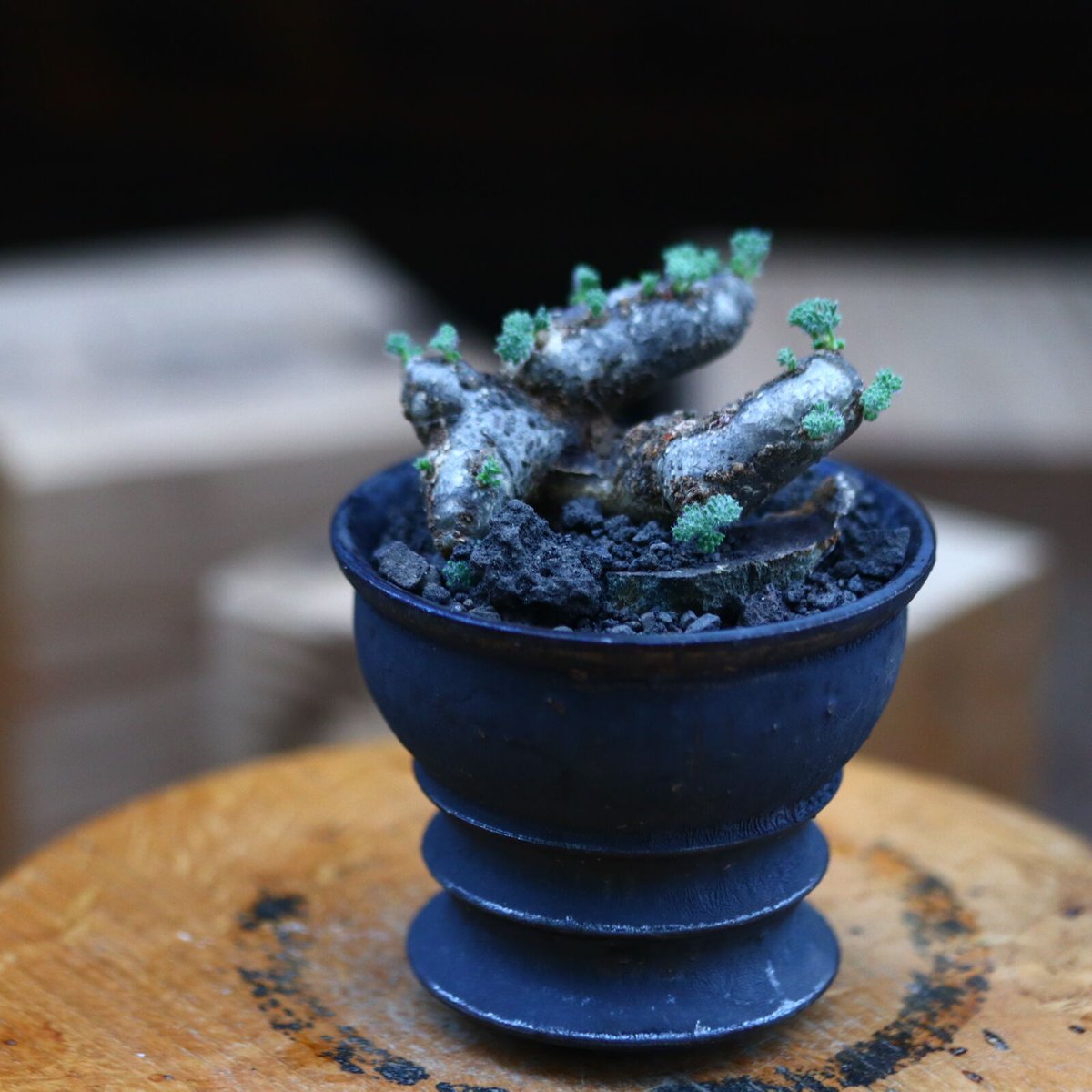 サルコカウロン ムルチフィズム／Sarcocaulon multifidum no.92