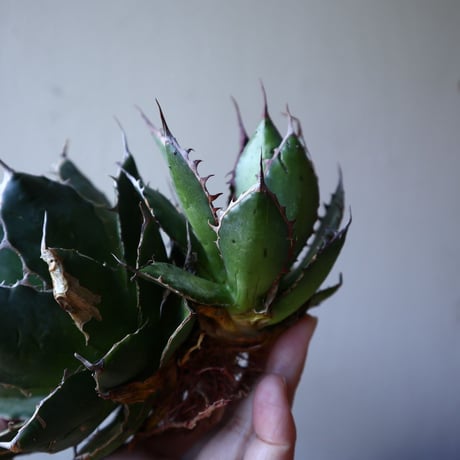 アガベ ホリダ   Agave horrida    no.111018