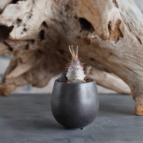 Pachypodium gracilius (BANKSIA WORKS ) × Kazuhiro Arima (1.5号)  no.622-16