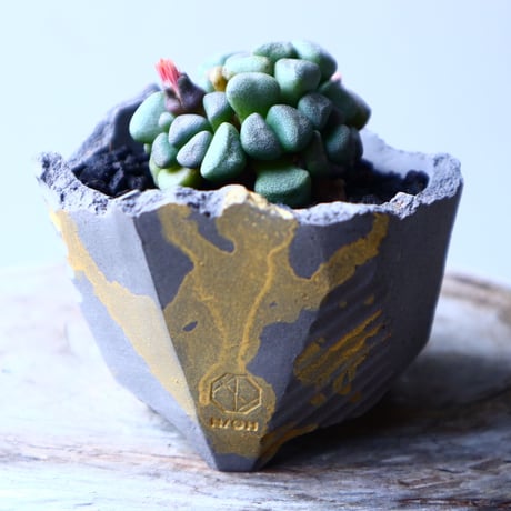 アロイノプシス  スクーネーシー   Aloinopsis schooneesii   no.12624