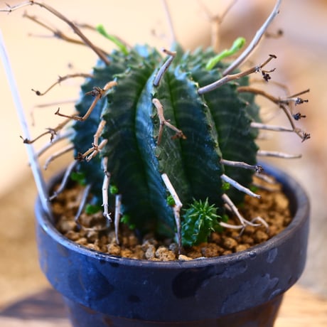 Euphorbia valida × YAMABACHI var. takero pot     no.123144