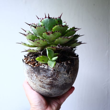 アガベ   ポタトラム     Agave potatorum    no.72104