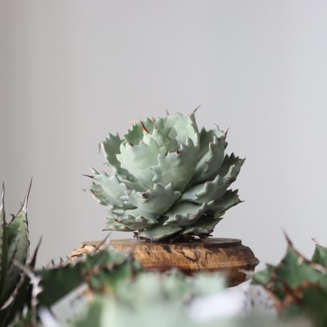 Agave Isthmensis / Style of Chika　no.42183