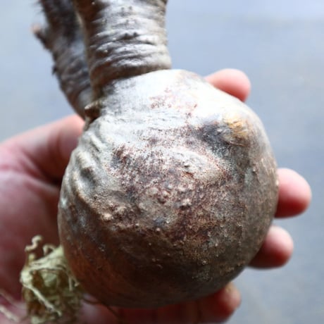 パキポディウム グラキリス 抜苗  Pachypodium rosulatum var. gracilius no.92934