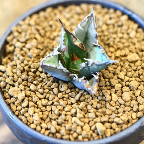 YAMABACHI ver. takero pot  × Agave titanota"FO-076" 　no.40701
