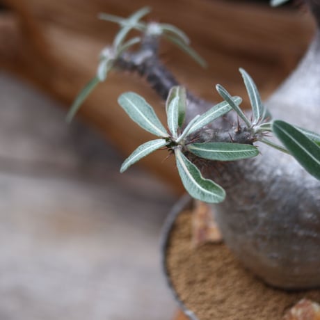 パキポディウム カクチペス / Pachypodium rosulatum var. cactipes / 発根済み   no.30501
