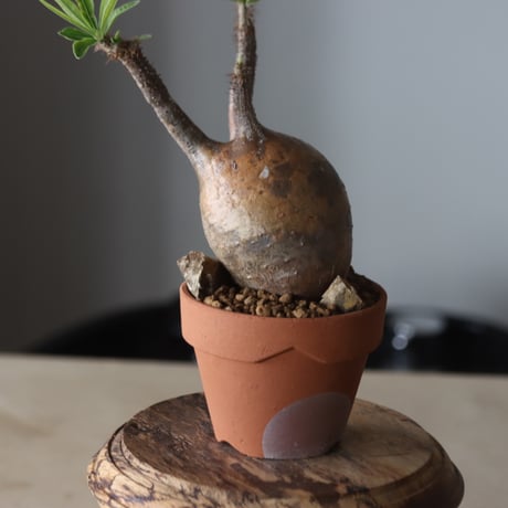 Pachypodium gracilius × YAMABACHI var. N/OH  no.905-32