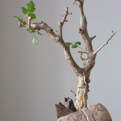 Bursera fagaroides × Haruki Kanai   no.51237