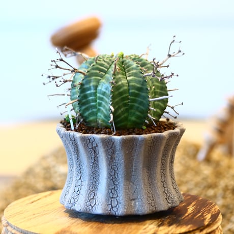 Euphorbia valida ♀ × soso    no.11422