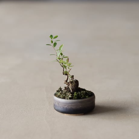 シモツゲ / twinz bonsai (1.5号)  no.913/82