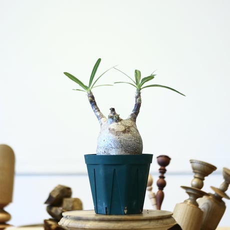 パキポディウム  グラキリス / Pachypodium  gracilius   no.52807