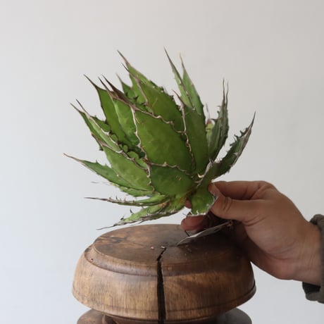 U.S. horrida (Agave horrida) / Style of Chika　no.1227-19