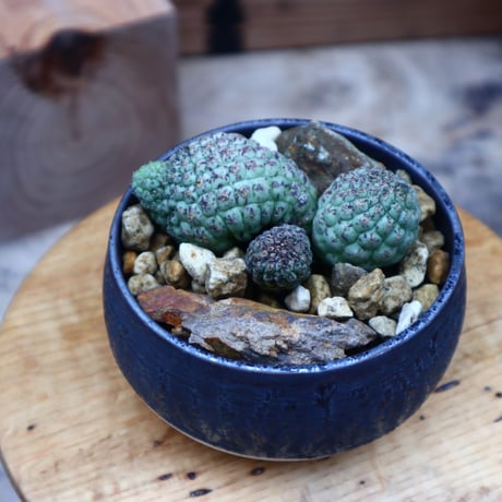 ラリレアキア カクティフォルメ  仏頭玉 3ヘッド／Larryleachia cactiformis　 no.53018