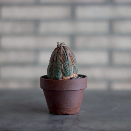 Euphorbia obesa  × YAMABACHI var. takero pot (3号)  no.830-23
