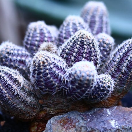 Mammillaria  friedrichiana   no.10982