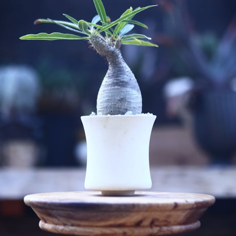 パキポディウム  グラキリス   Pachypodium  gracilius       no.22827