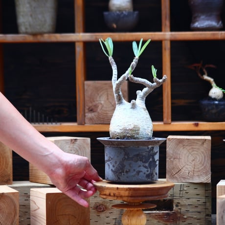 パキポディウム  グラキリス／Pachypodium  gracilius       no.82208