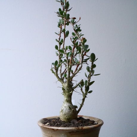 フォークイエリア  コルムナリス  観峰玉 Fouquieria columnari   No.016