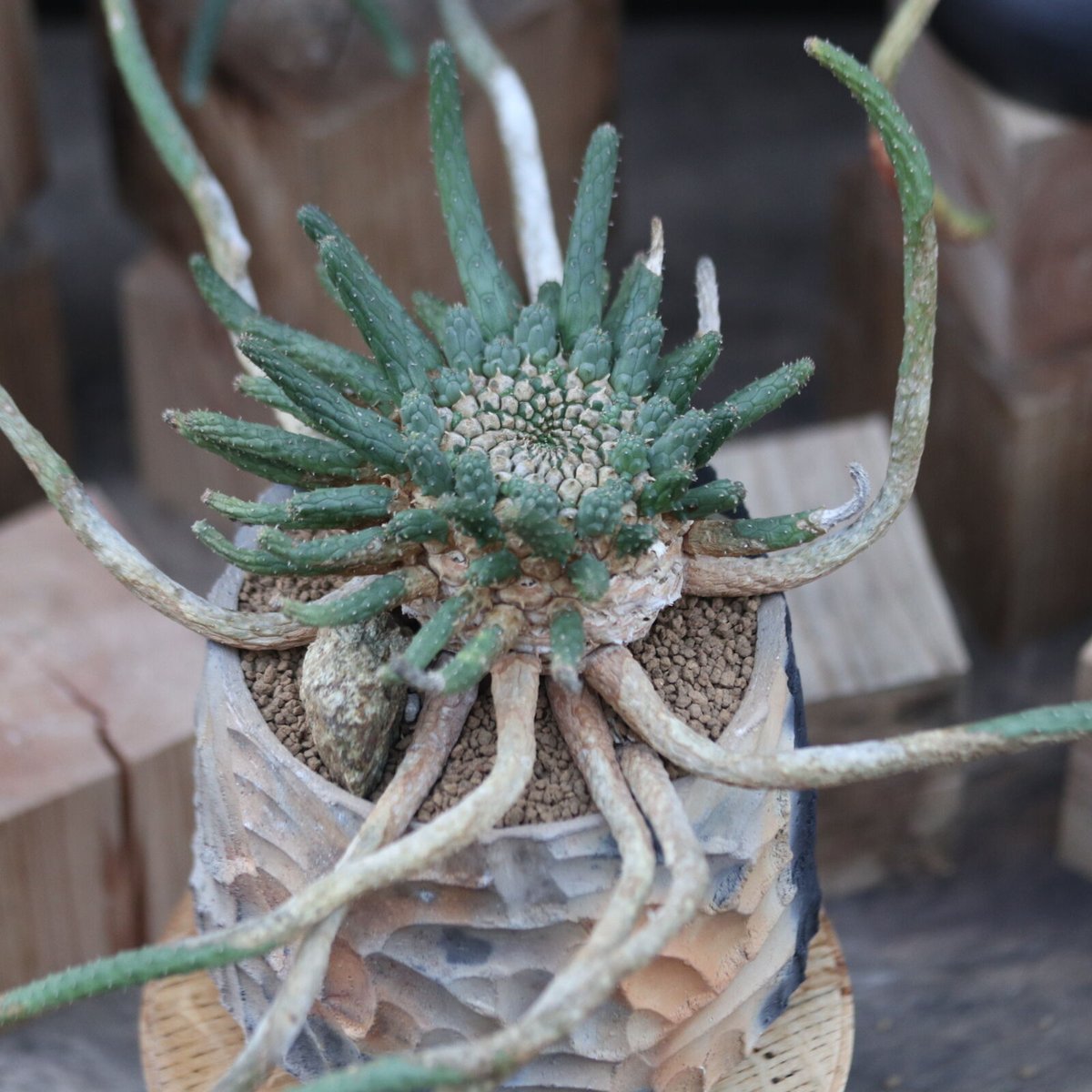 ユーフォルビア エスクレンタ／Euphorbia esculenta no.12226