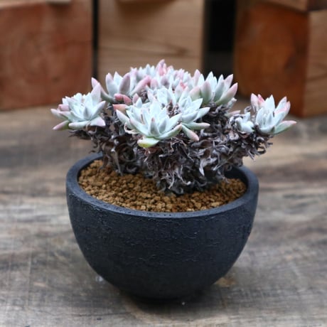 dudleya | STORES