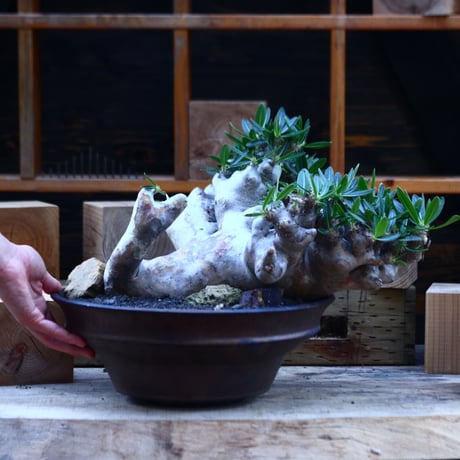 パキポディウム ブレビカリックス／Pachypodium densiflorum var. brevicalyx      no.82936