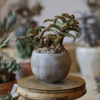 たけろうポット / チギリ/ コガネL たけろうポット/ チギリ / コガネ / L no.216-67 | 芽の巣山