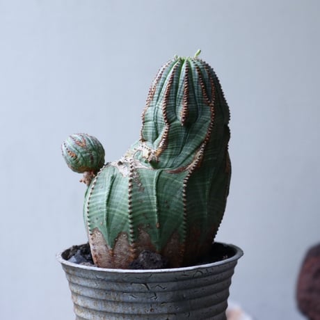 ユーフォルビア  オベサ 　Euphorbia obesa　no.90116