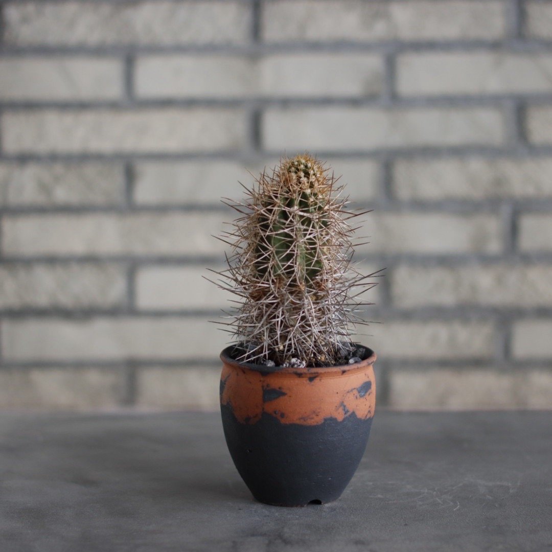 Copiapoa solaris × N/OH(3号) no.515/20 | 芽の巣山