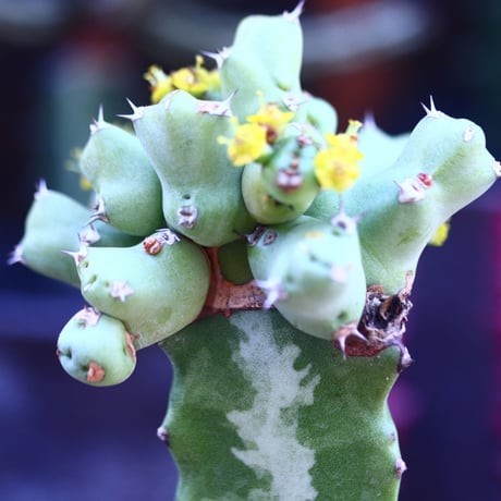 ユーフォルビア  クリビコラ  接木　Euphorbia clivicola　  no.32104