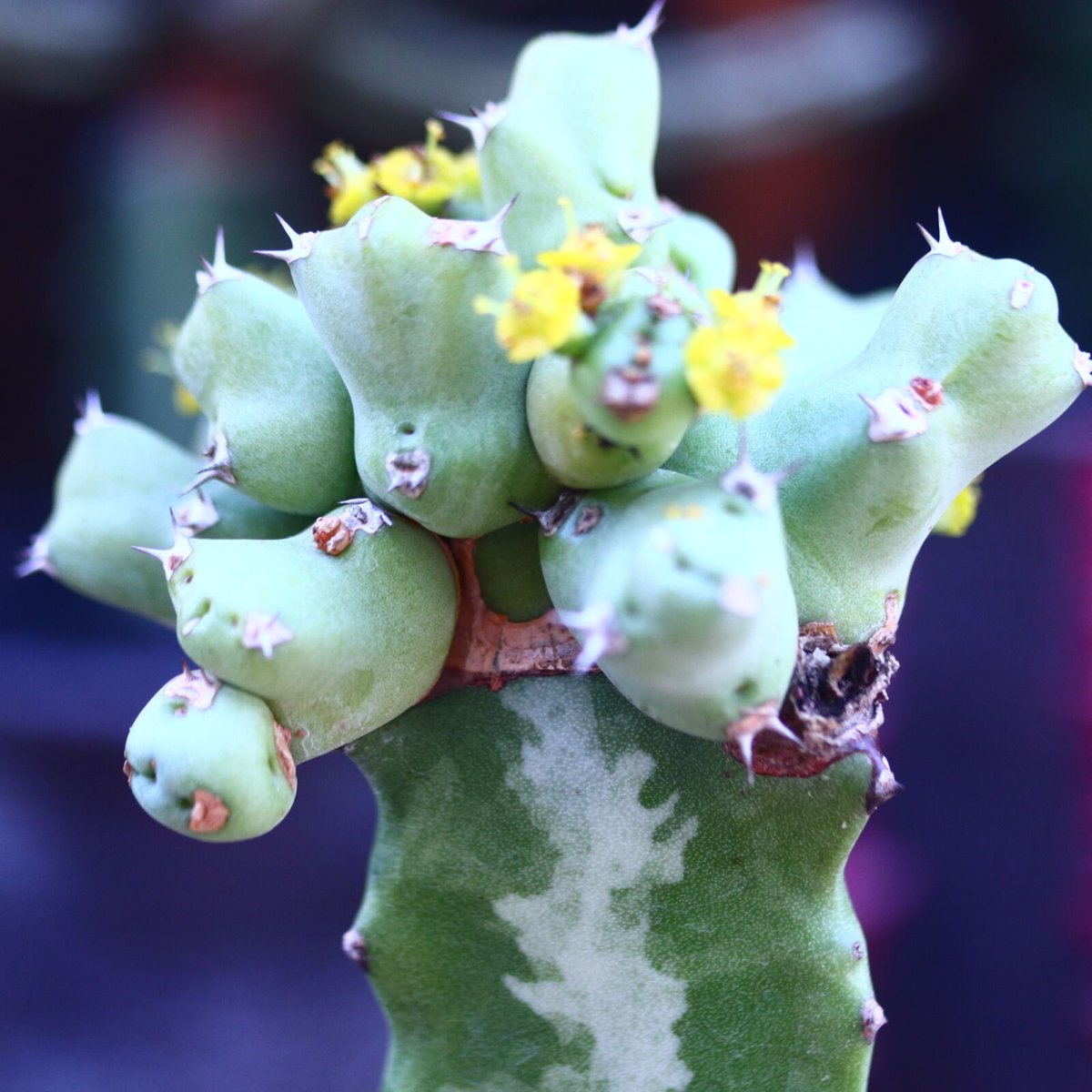 ユーフォルビア クリビコラ 接木 Euphorbia clivicola no.321 ユーフォルビア クリビコラ 接木 Euphorbia clivicola no.321