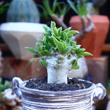 パキポディウム  サウンデルシー (白馬城)  実生／Pachypodium saundersii  no.71843
