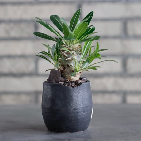 Pachypodium 恵比寿大黒 × N/OH (2.5号)  no.817-38