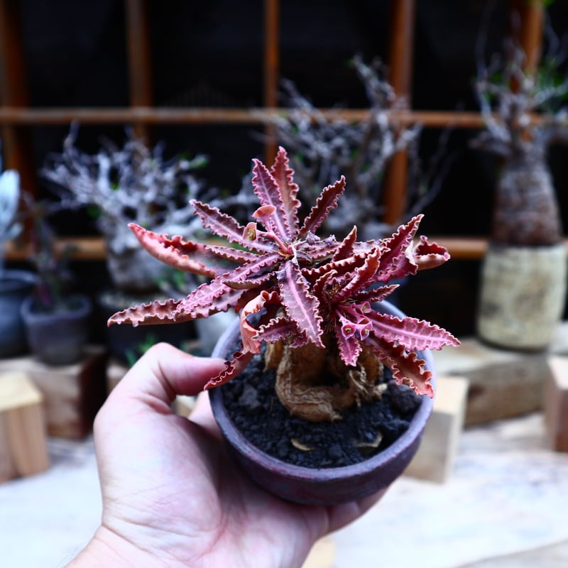 【週末セール】ユーフォルビア フランコイシー ユーフォルビア フランコイシー／Euphorbia francoisii no.5161